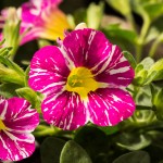 Calibrachoa magenta mayhem