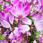 Cleome Clio