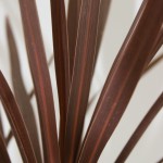 Cordyline 