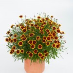 Coreopsis 