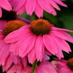 Echinacea