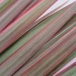 Foliage Dracaena Marginata Bicolor