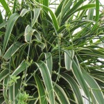 Foliage Spider Plant