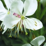 Gaura