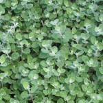 Helichrysum Licorice 