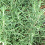 Rosemary