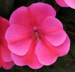 Impatiens (Interspecific)