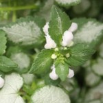 Lamium crop