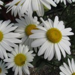 Leucanthemum