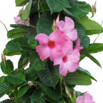 Mandevilla