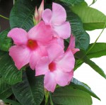 Mandevilla Alice DuPont 