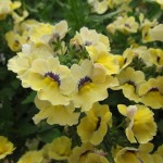 Nemesia