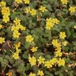 Oxalis