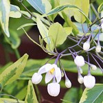 Solanum jasminoides