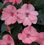 Impatiens SunPatiens