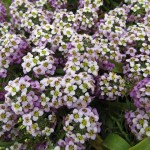 Lobularia