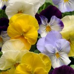 Pansy