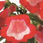 Penstemon