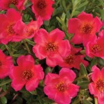Portulaca crop