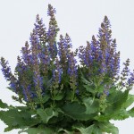 Salvia Sallyrosa April Night