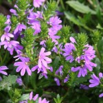 Scaevola