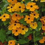 Thunbergia