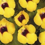 Torenia