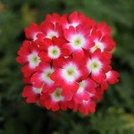 Verbena