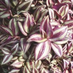 Wandering Jew