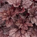 Heuchera Kira Jersey