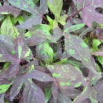 Ipomoea Bright Lights Camouflage