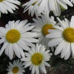 Leucanthemum Whitecap