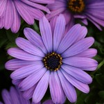 Osteospermum Zion Blue Denim