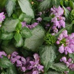 Lamium Lami 'Pink'