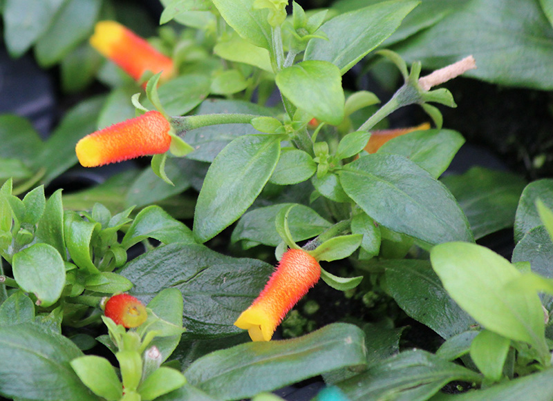candy corn Mast Young Plants
