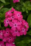 Gisele Hot Pink Phlox Color Code: 226c Selecta 2017, #90826 Bloom, Vegetative 05.15 Arroyo Grande, Mark Widhalm GiseleHotPinkPhlox_02.JPG PHL15-19409.JPG