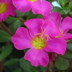 Portulaca Pazzaz 'Fuchsia'