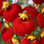 Calceolaria calynopsis red