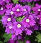 Verbena 