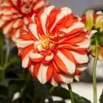 Dahlia Starsister Orange Stripes