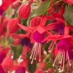 Fuchsia Bellinto Compact Red+Violet