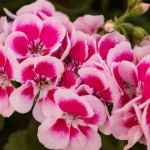 Geranium Zonal Maestro Idols Light Pink