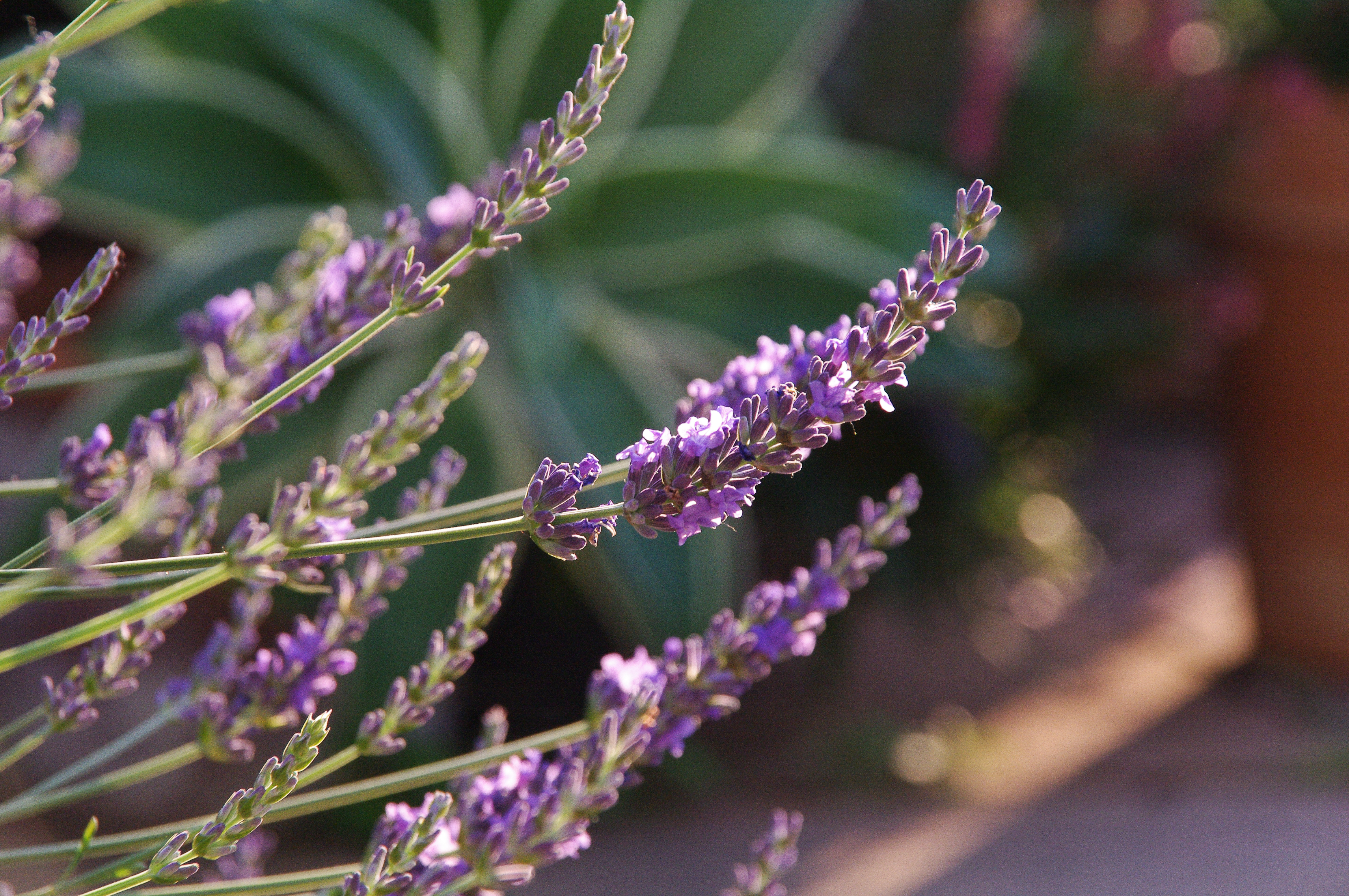 Lavender phenomenal Mast Young Plants