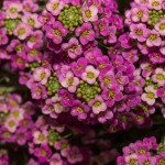 Lobularia Raspberry Stream