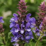 Salvia Blue Marvel