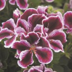Geranium Regal Elegance Imperial