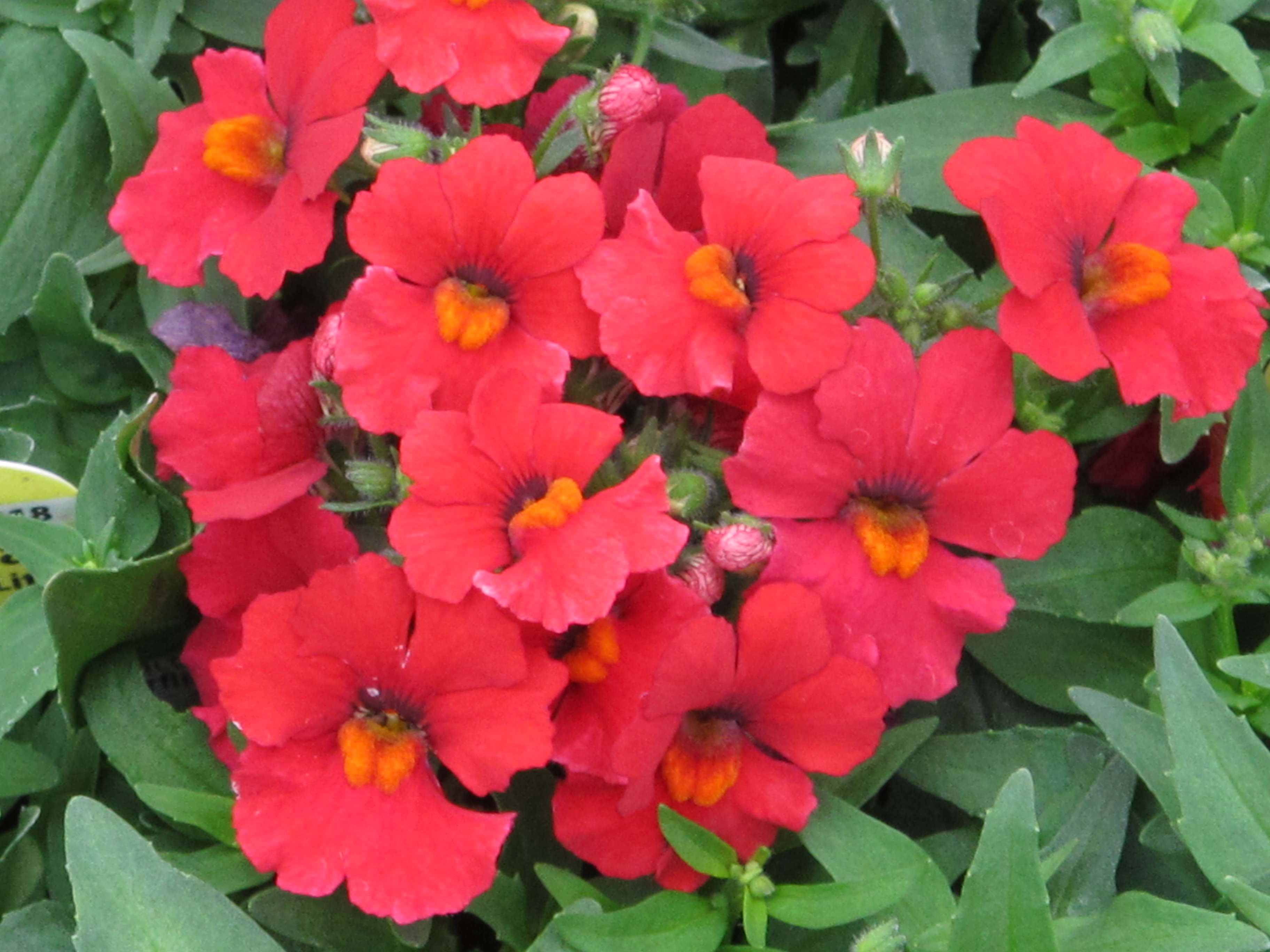 Nemesia Babycakes Little Cherry Mast Young Plants