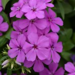 Phlox Gisele Light Violet 