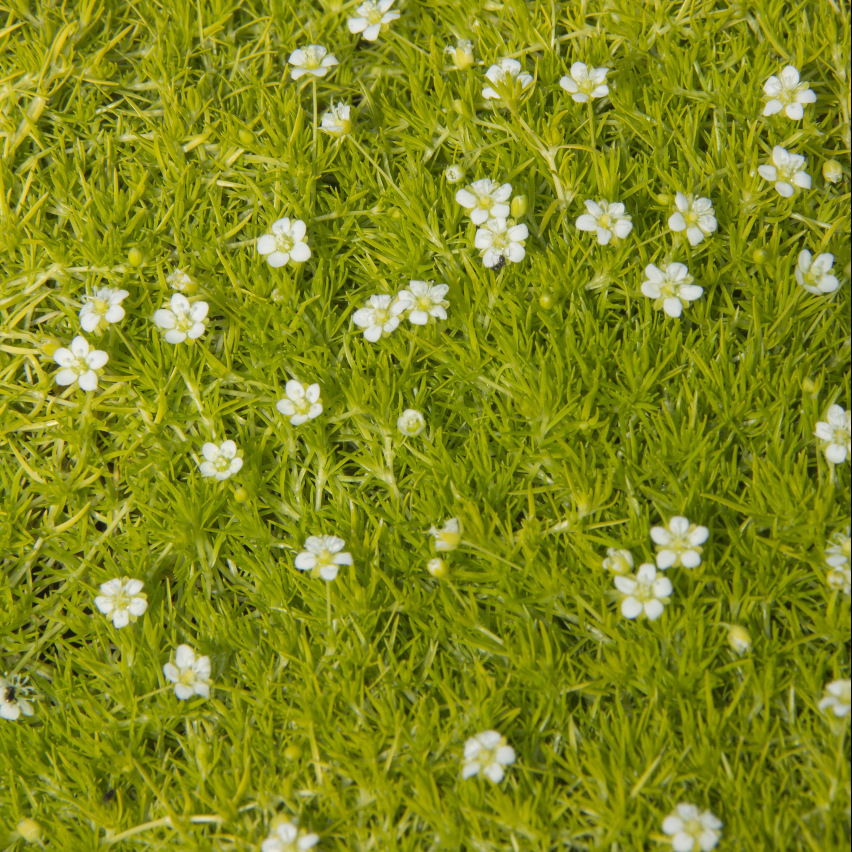 Sagina Subulata Scotch Moss Mast Young Plants
