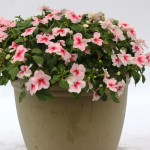 Impatiens Trailing